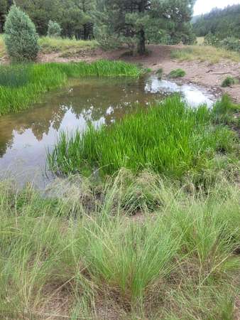 30 Acres of Recreational Land & Farm for Sale in Sacramento, New Mexico