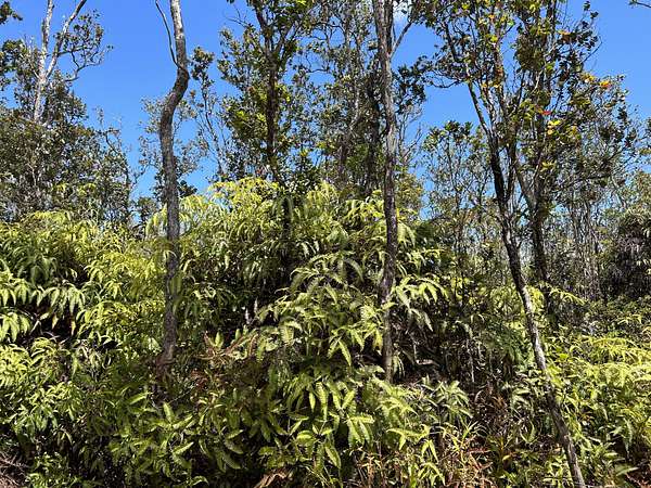 3 Acres of Residential Land for Sale in Volcano, Hawaii