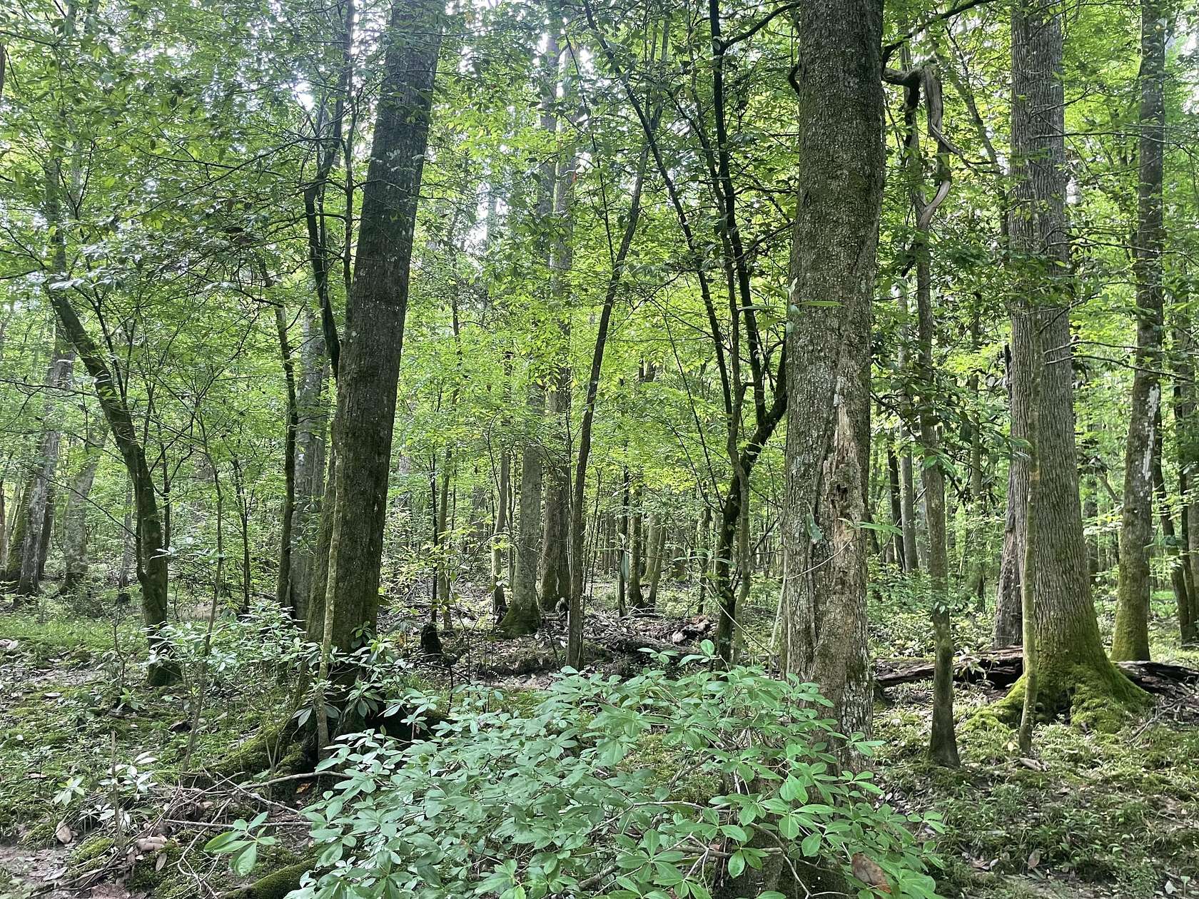 230 Acres of Recreational Land & Farm for Sale in Prentiss, Mississippi