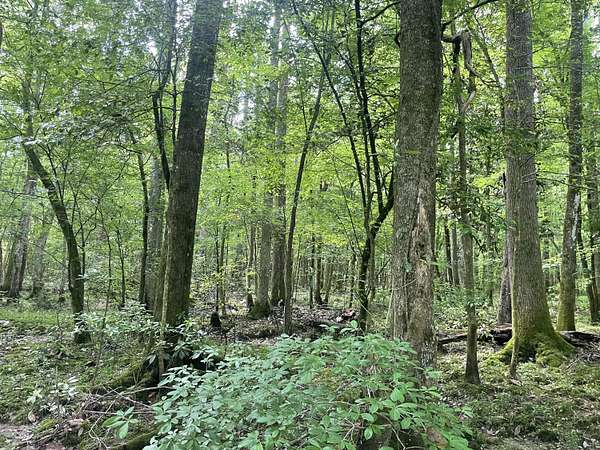 230 Acres of Recreational Land & Farm for Sale in Prentiss, Mississippi