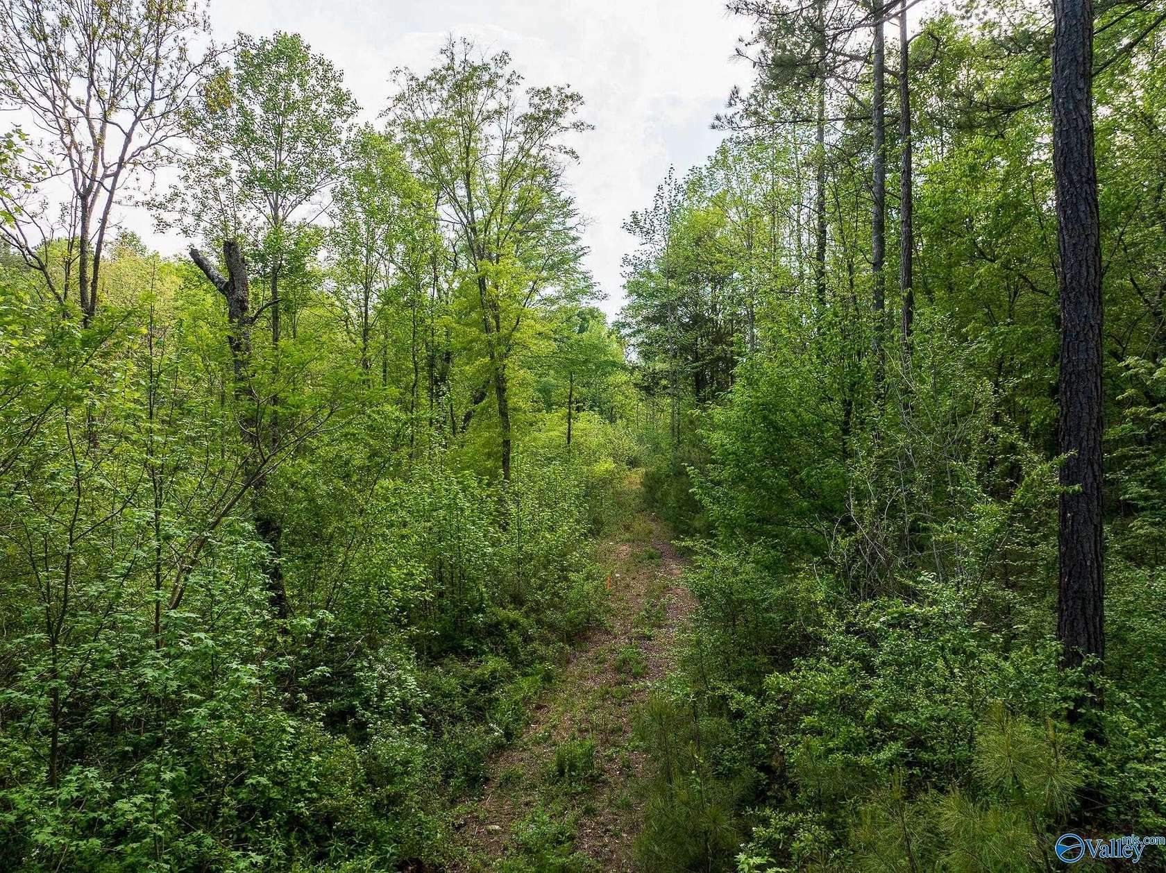 9.6 Acres of Land for Sale in Horton, Alabama