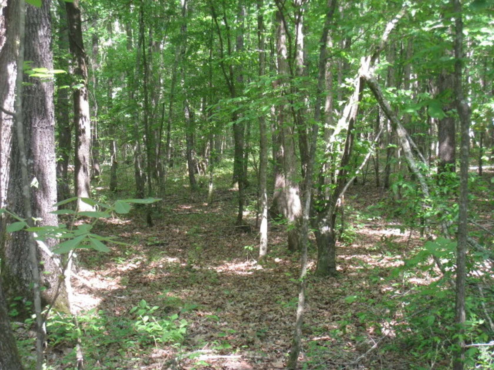 80 Acres of Recreational Land for Sale in Texarkana, Arkansas