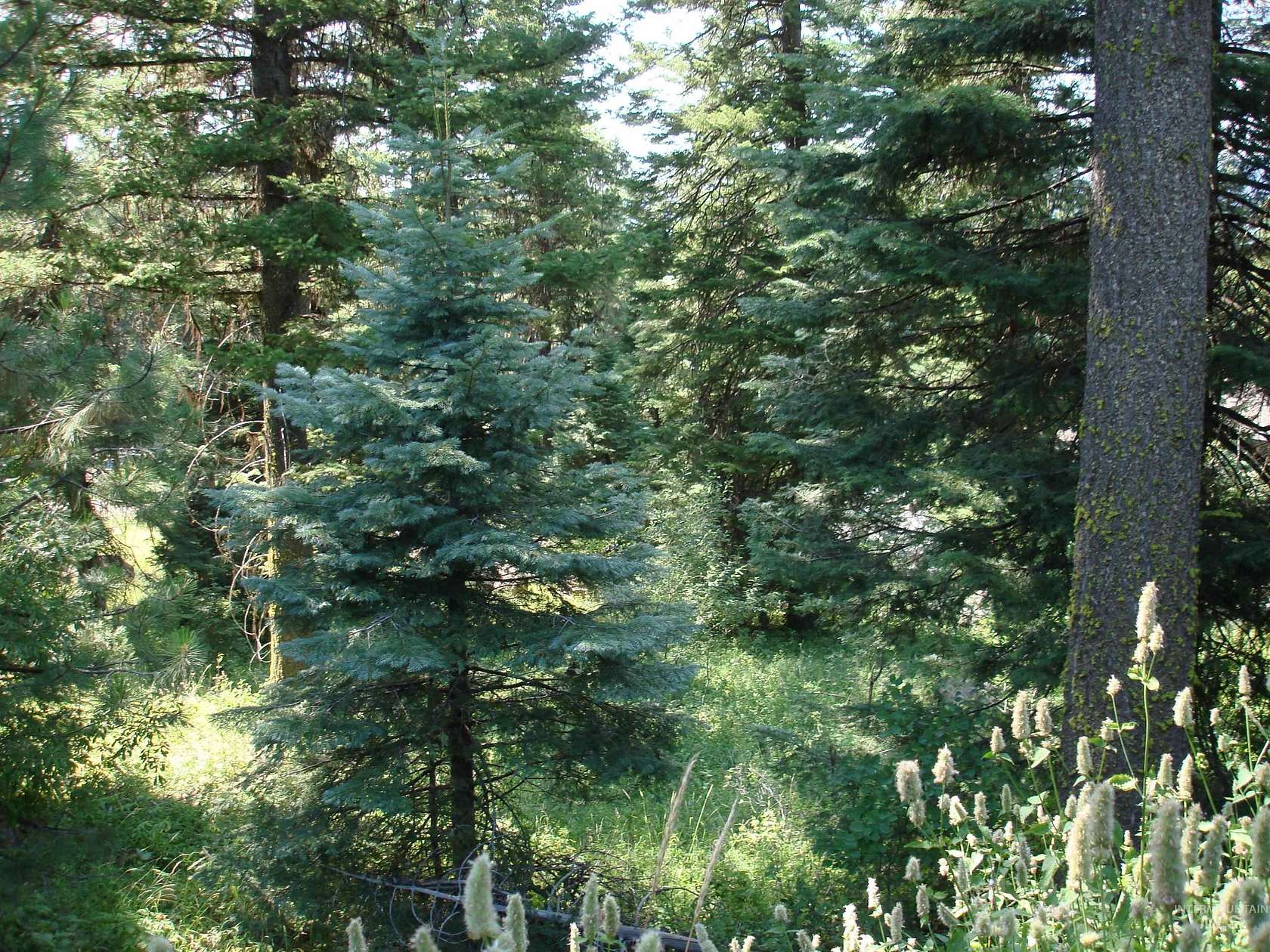 0.34 Acres of Residential Land for Sale in McCall, Idaho
