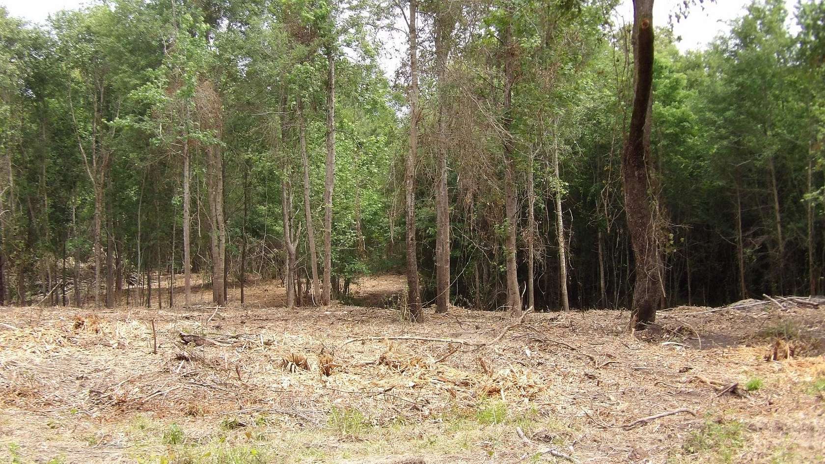 13 Acres of Land for Sale in Jefferson, Texas