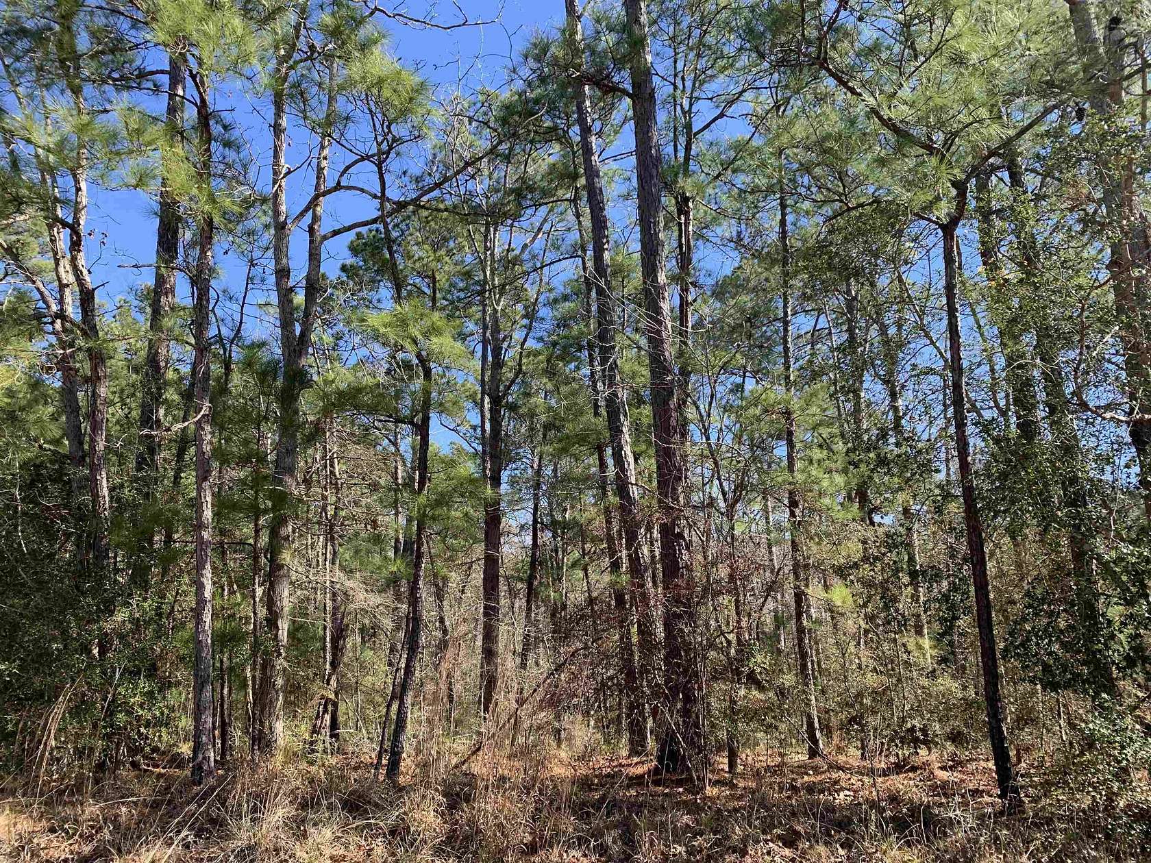1 Acre of Land for Sale in Brookeland, Texas