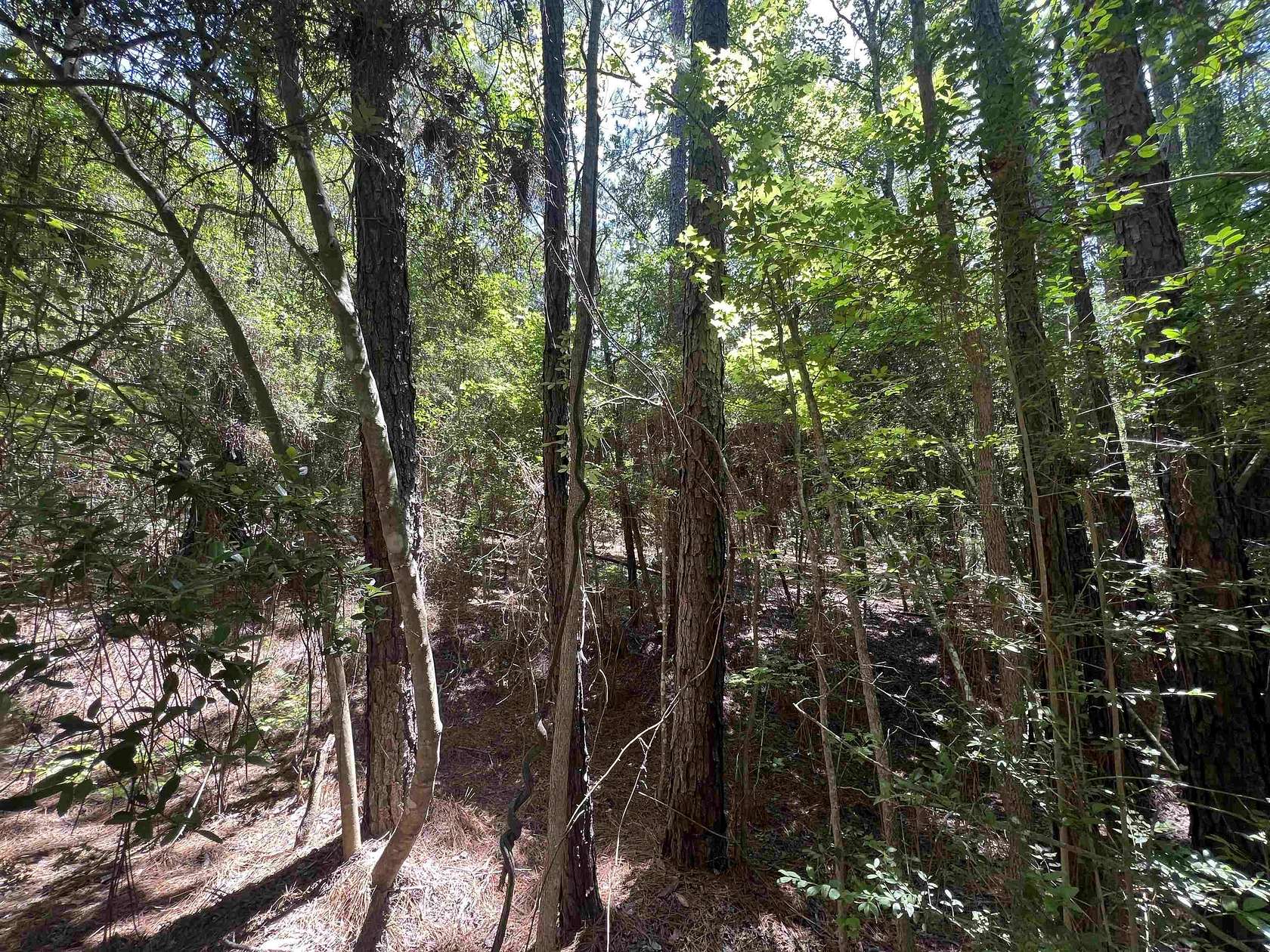 0.26 Acres of Residential Land for Sale in Brookeland, Texas