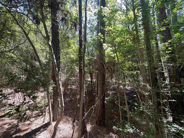 0.26 Acres of Residential Land for Sale in Brookeland, Texas