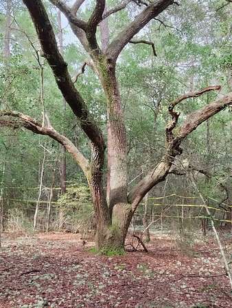 4.77 Acres of Residential Land for Sale in Crestview, Florida