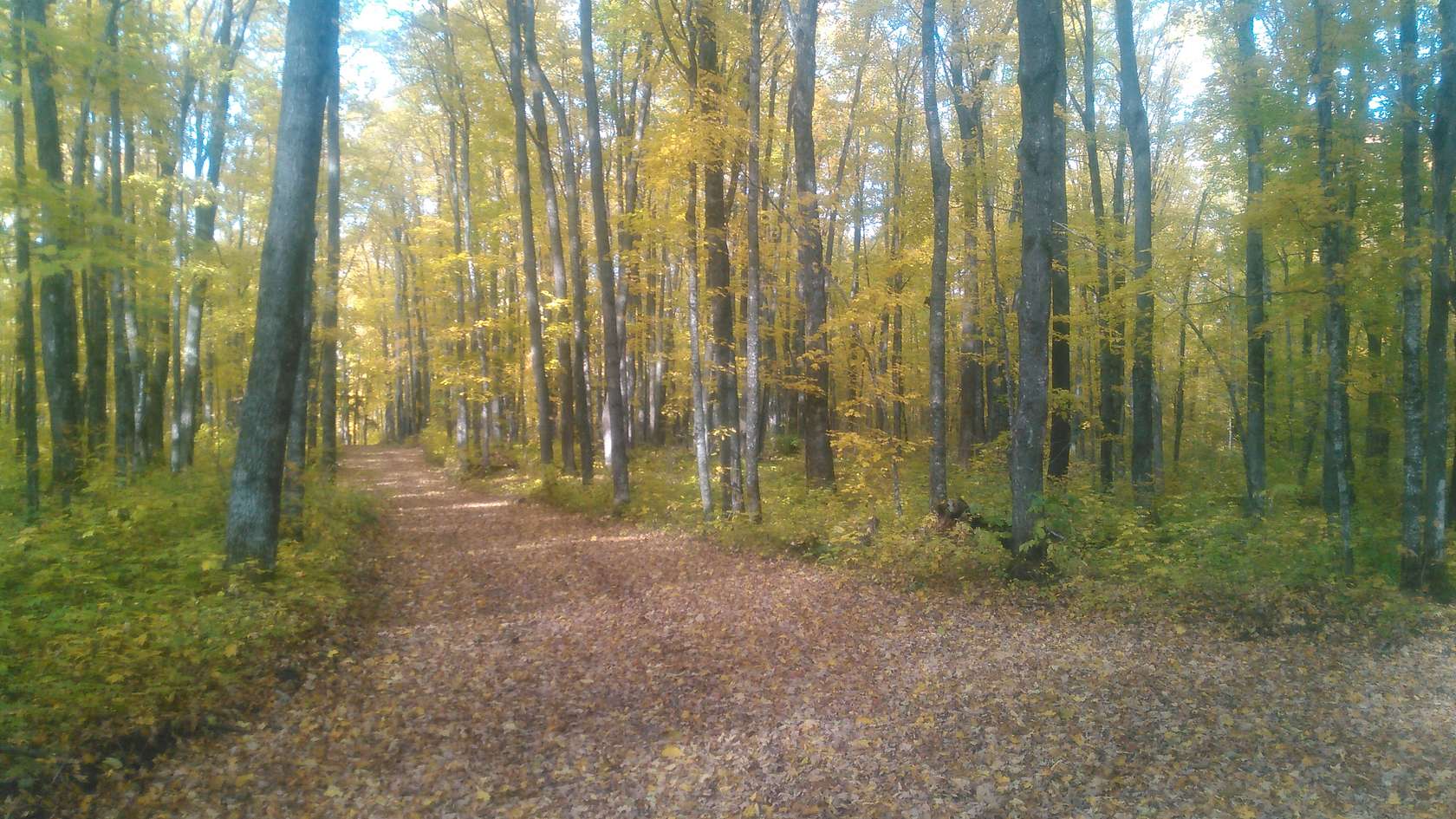 53 Acres of Land for Sale in Ironwood, Michigan