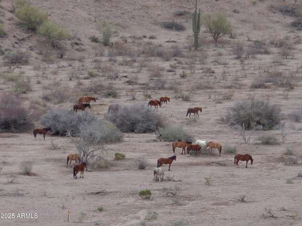 5.43 Acres of Residential Land for Sale in Fort McDowell, Arizona