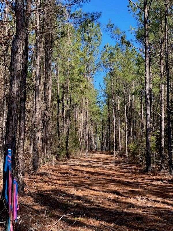 5 Acres of Residential Land for Sale in Brookeland, Texas