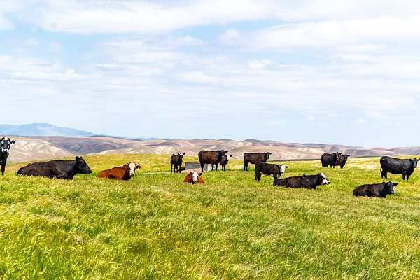 8,526 Acres of Land with Home for Sale in Shandon, California