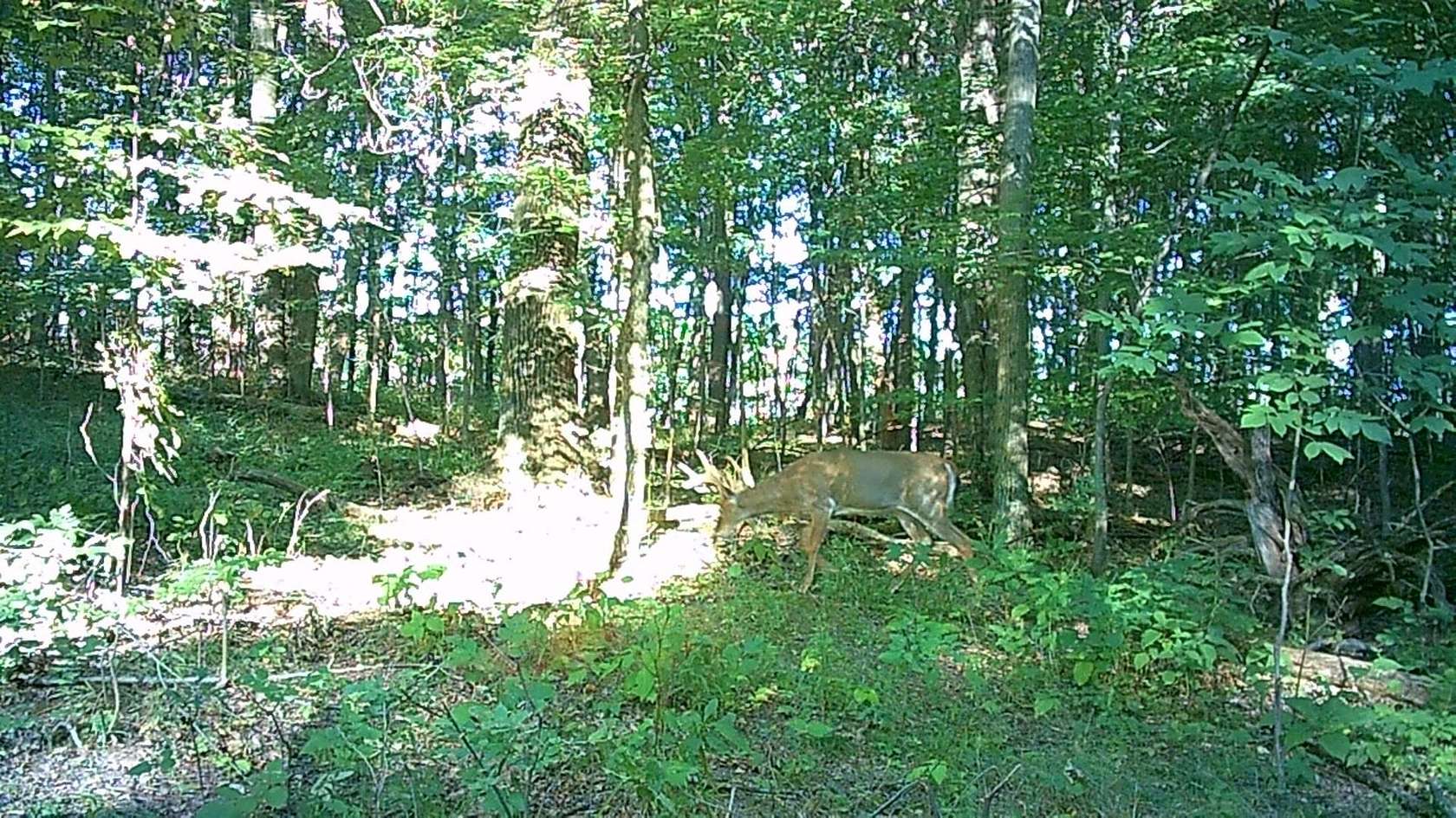 21.6 Acres of Recreational Land for Sale in Battle Creek, Michigan