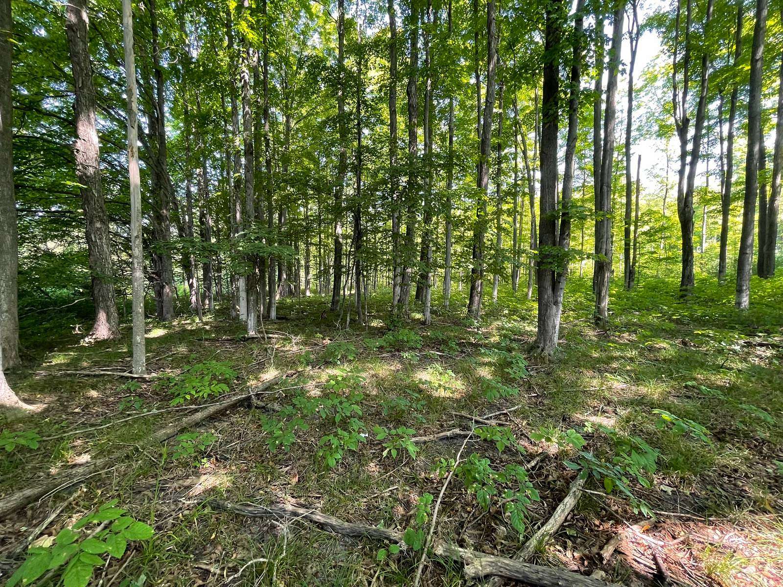 17 Acres of Land for Sale in Kingsley, Michigan