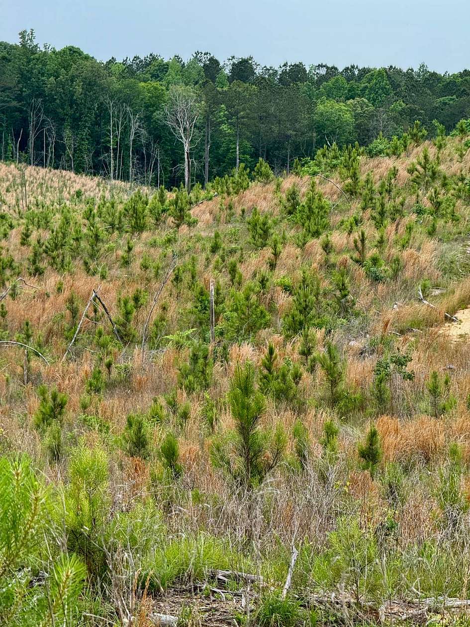 118 Acres of Recreational Land for Sale in McCool, Mississippi