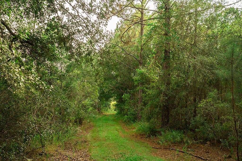 51.3 Acres of Recreational Land for Sale in Chiefland, Florida