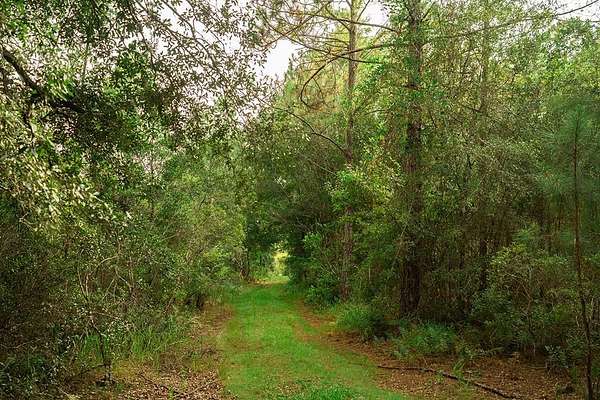 51.3 Acres of Recreational Land for Sale in Chiefland, Florida