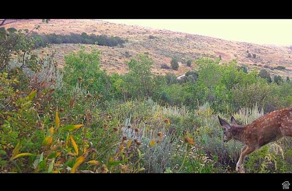 1 Acre of Residential Land for Sale in Garden City, Utah