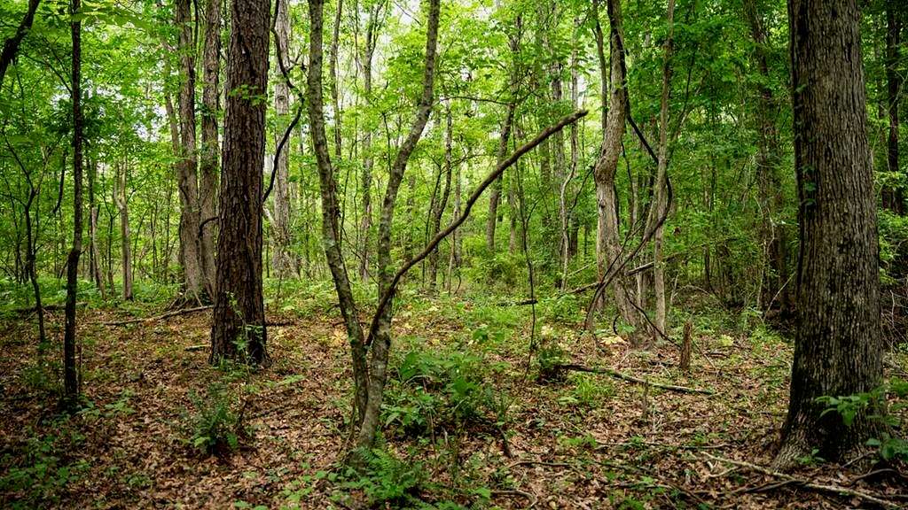 33 Acres of Land for Sale in Bastrop, Louisiana