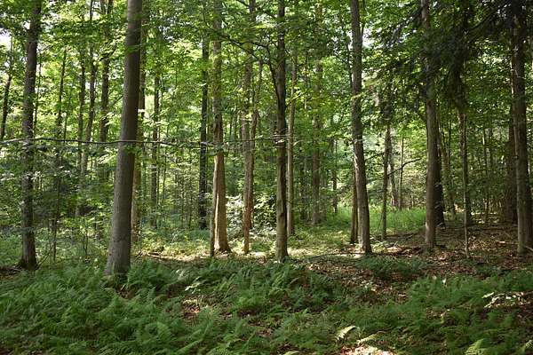 107 Acres of Recreational Land & Farm for Sale in South Dayton, New York