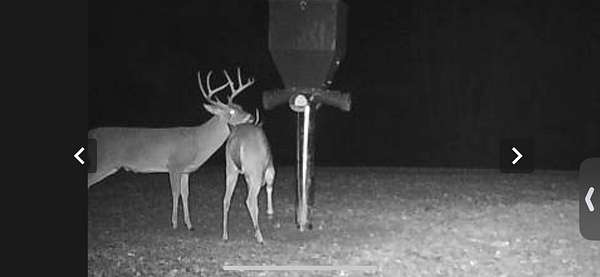 Nice Buck