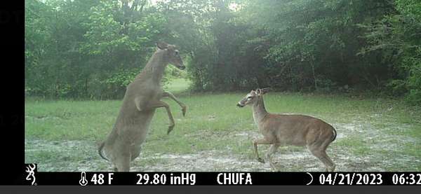 Playful Deer
