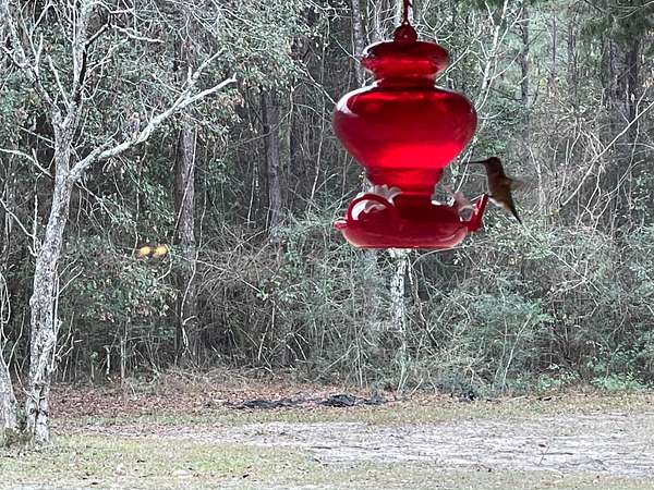 Hummingbirds on the Wrap-Around Porch