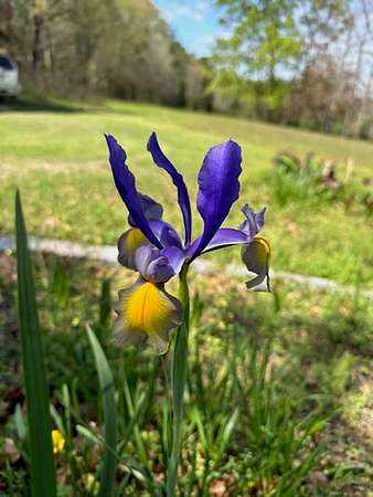 Colorful Iris