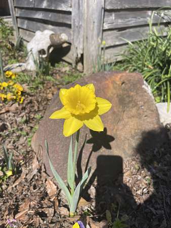 Yellow Dafodil
