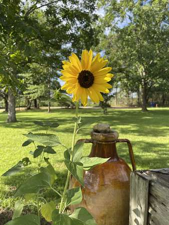 Big Sunflower