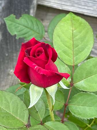 Perfect Rose