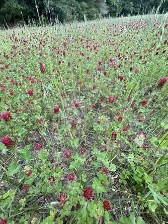 Crimson Clover