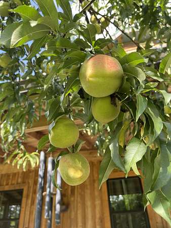 Delicious Peaches