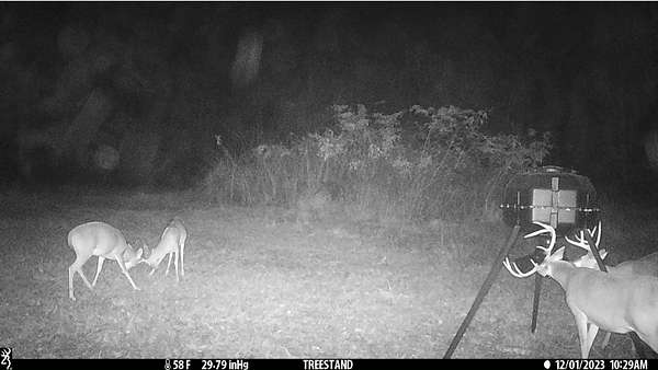 Bucks on BCHE