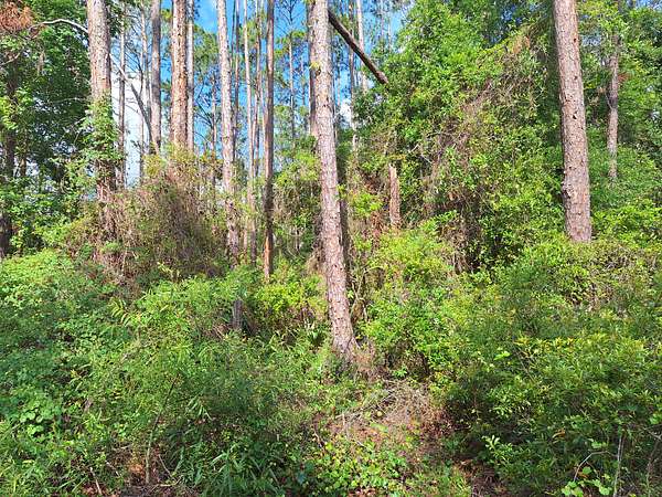 5 Acres of Land for Sale in Old Town, Florida