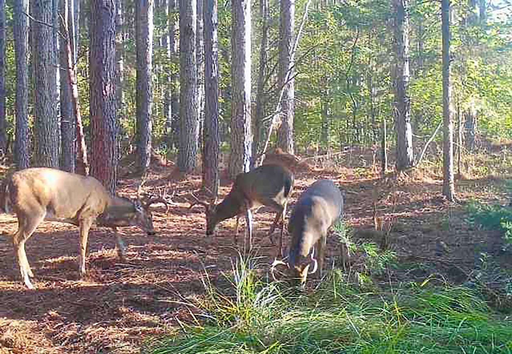 170 Acres of Recreational Land & Farm for Sale in Union Mills, North Carolina