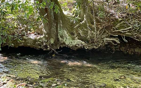 1 Acre of Land for Sale in Hayesville, North Carolina