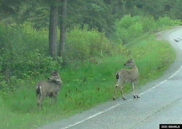 1.5 Acres of Land for Sale in Angoon, Alaska