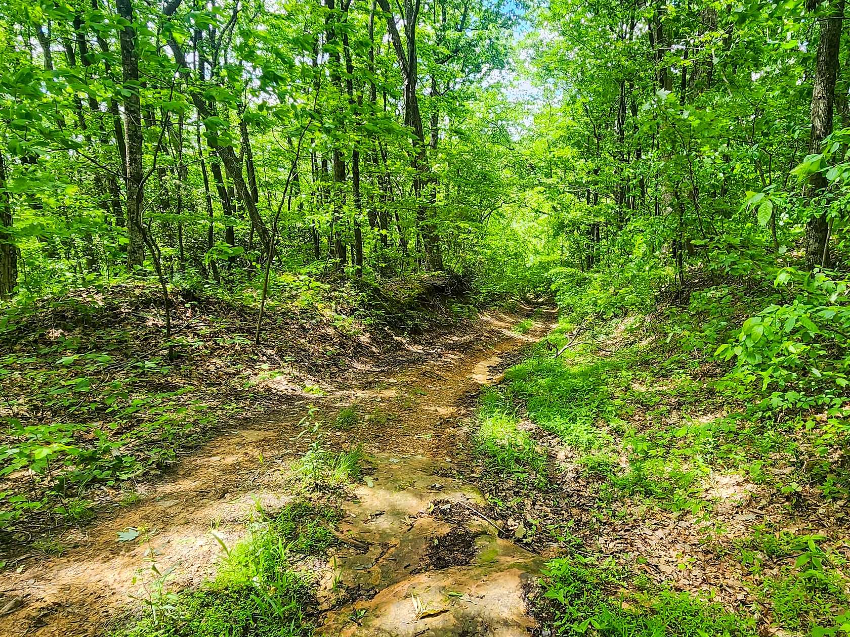 62 Acres of Recreational Land for Sale in Oneida, Tennessee