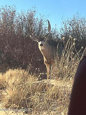 640 Acres of Recreational Land for Sale in Morton, Texas