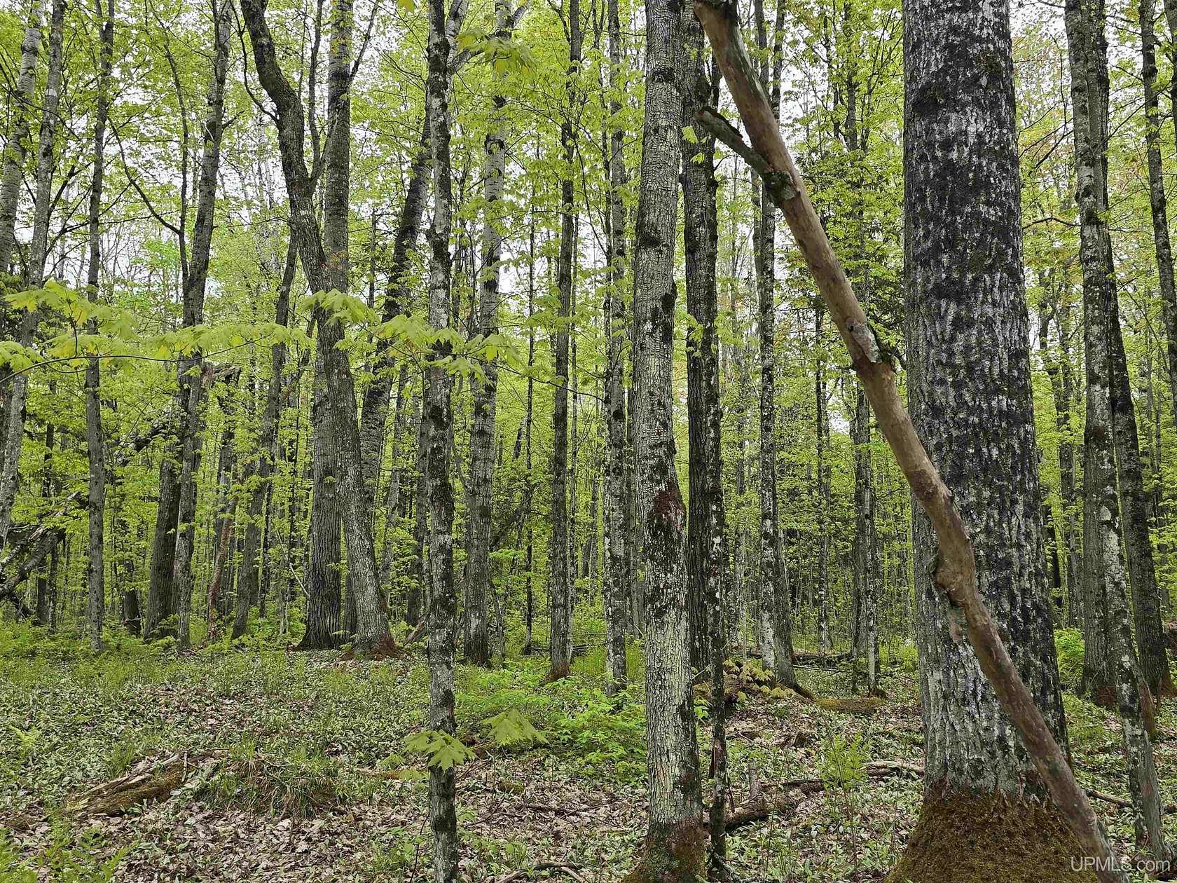 10.7 Acres of Recreational Land for Sale in Nisula, Michigan