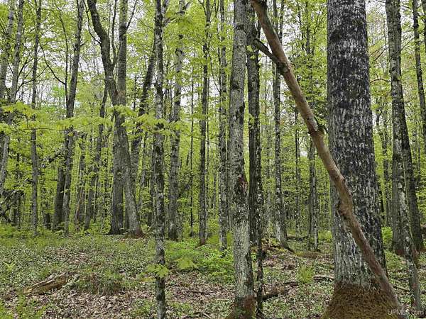 10.7 Acres of Recreational Land for Sale in Nisula, Michigan