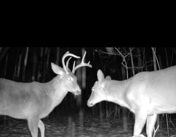 12.2 Acres of Recreational Land for Sale in Pierson, Michigan