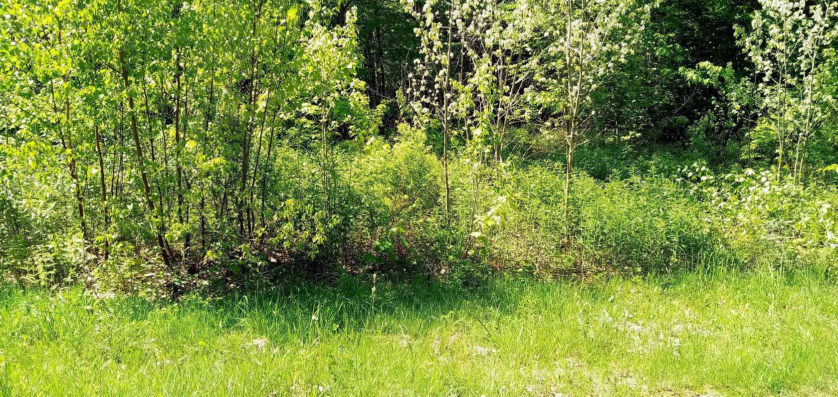 8.9 Acres of Residential Land for Sale in Wolcott, Vermont