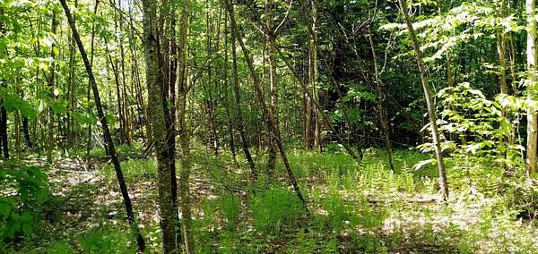 8.9 Acres of Residential Land for Sale in Wolcott, Vermont