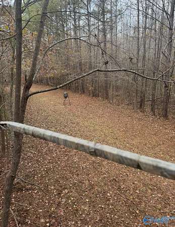 40 Acres of Recreational Land for Sale in Hamilton, Alabama