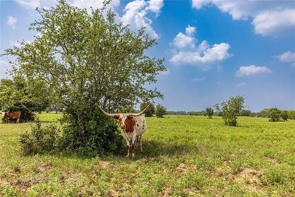 74 Acres of Recreational Land & Farm for Sale in Columbus, Texas