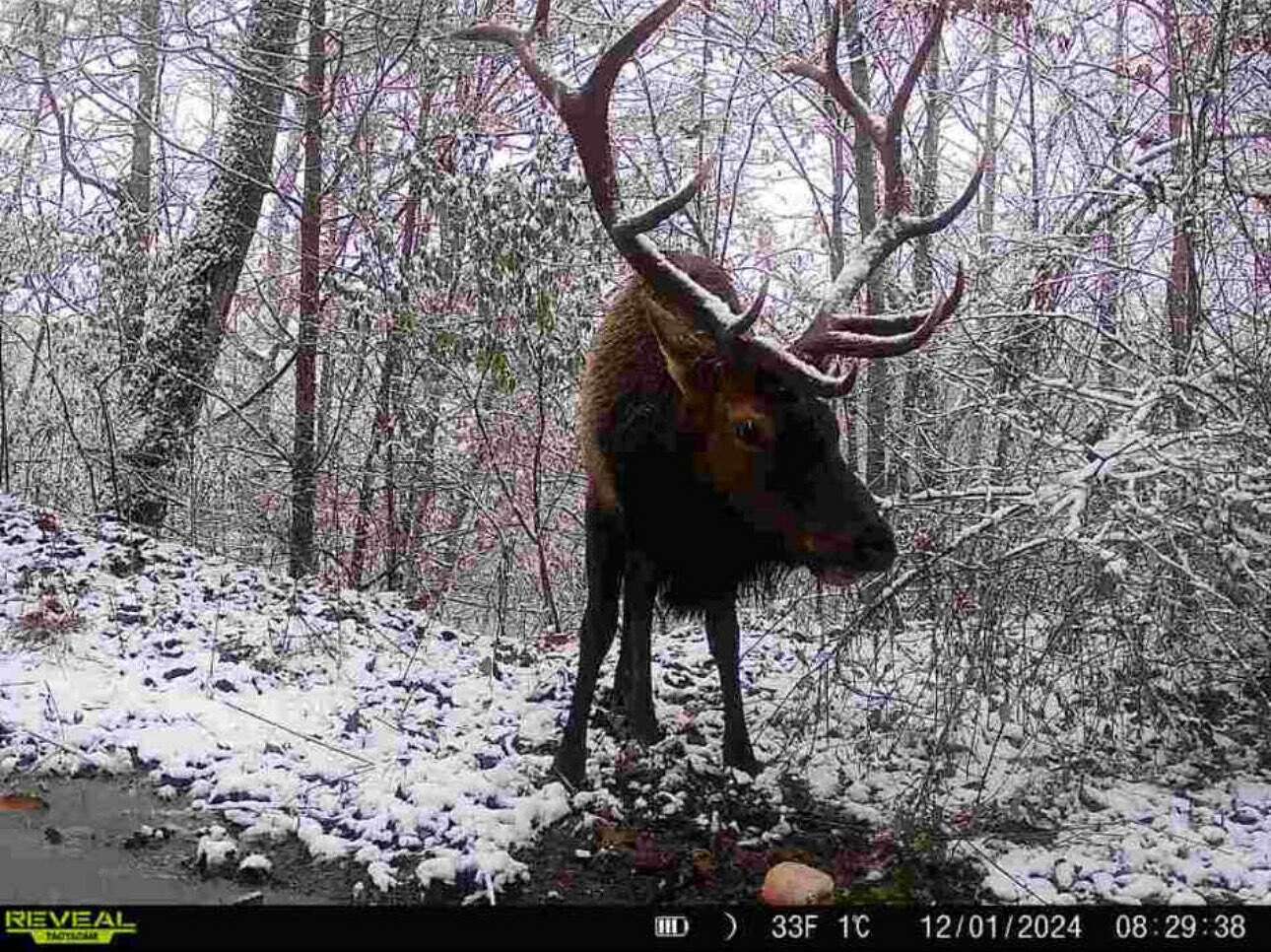 150 Acres of Recreational Land for Sale in Van Lear, Kentucky