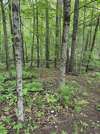 19.5 Acres of Land for Sale in Royalston, Massachusetts