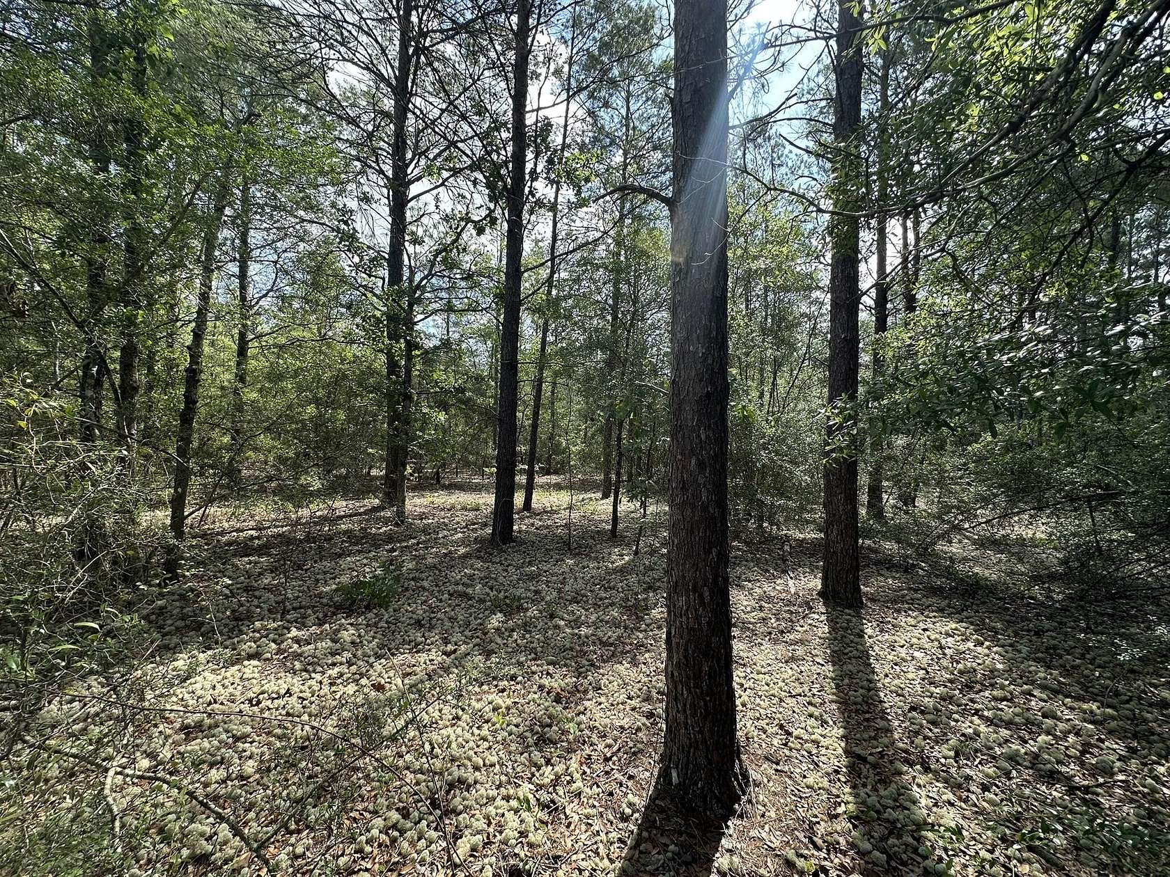 10 Acres of Recreational Land for Sale in Crestview, Florida